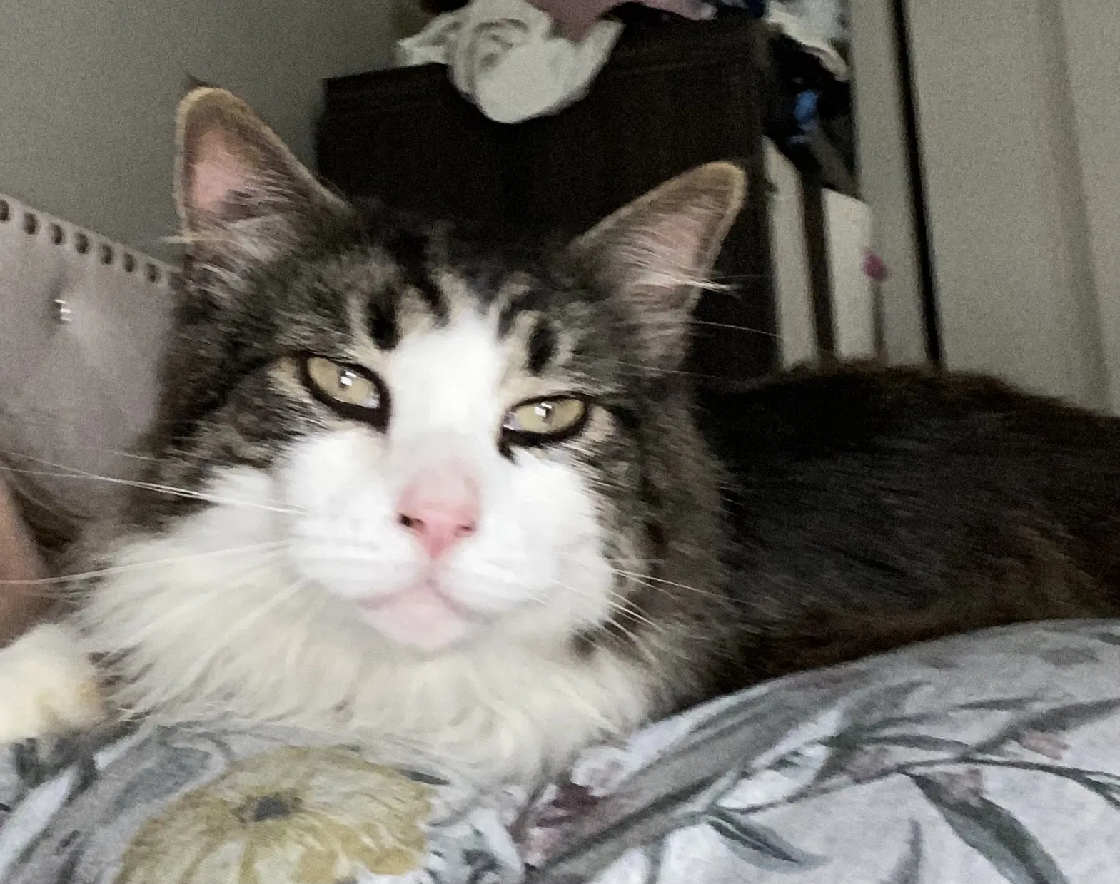 Lost cat in Eugene, OR, 97408