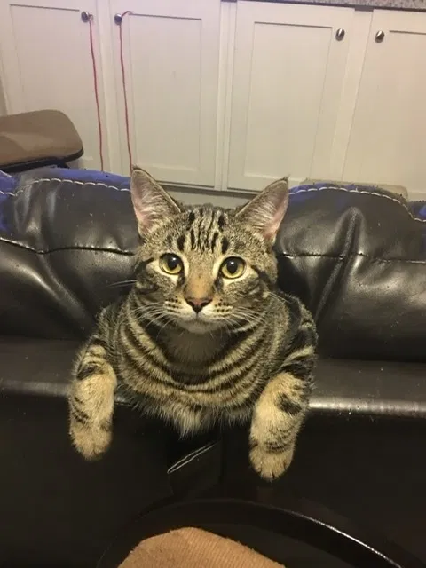 Lost cat in Rossville, GA, 30741