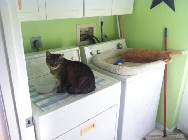 Lost cat in Port Saint Lucie, FL, 34952