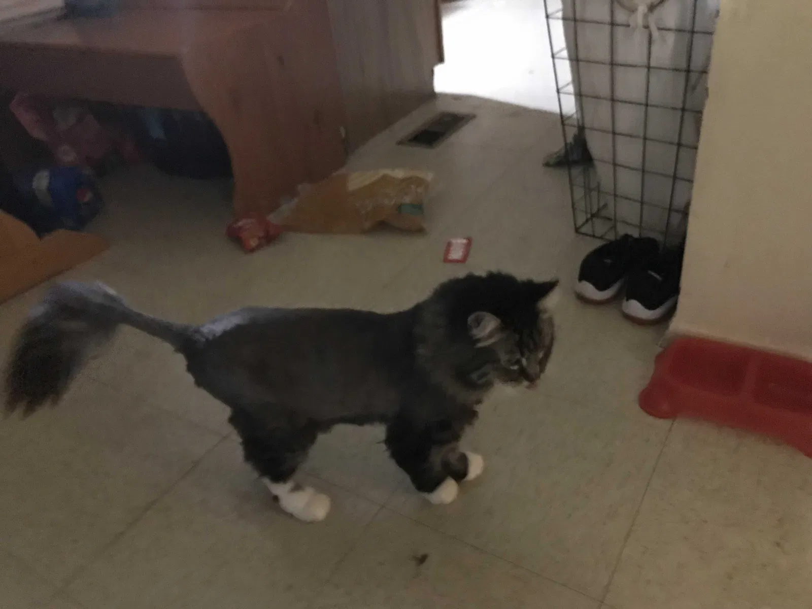 Lost cat in Pueblo, CO, 81003