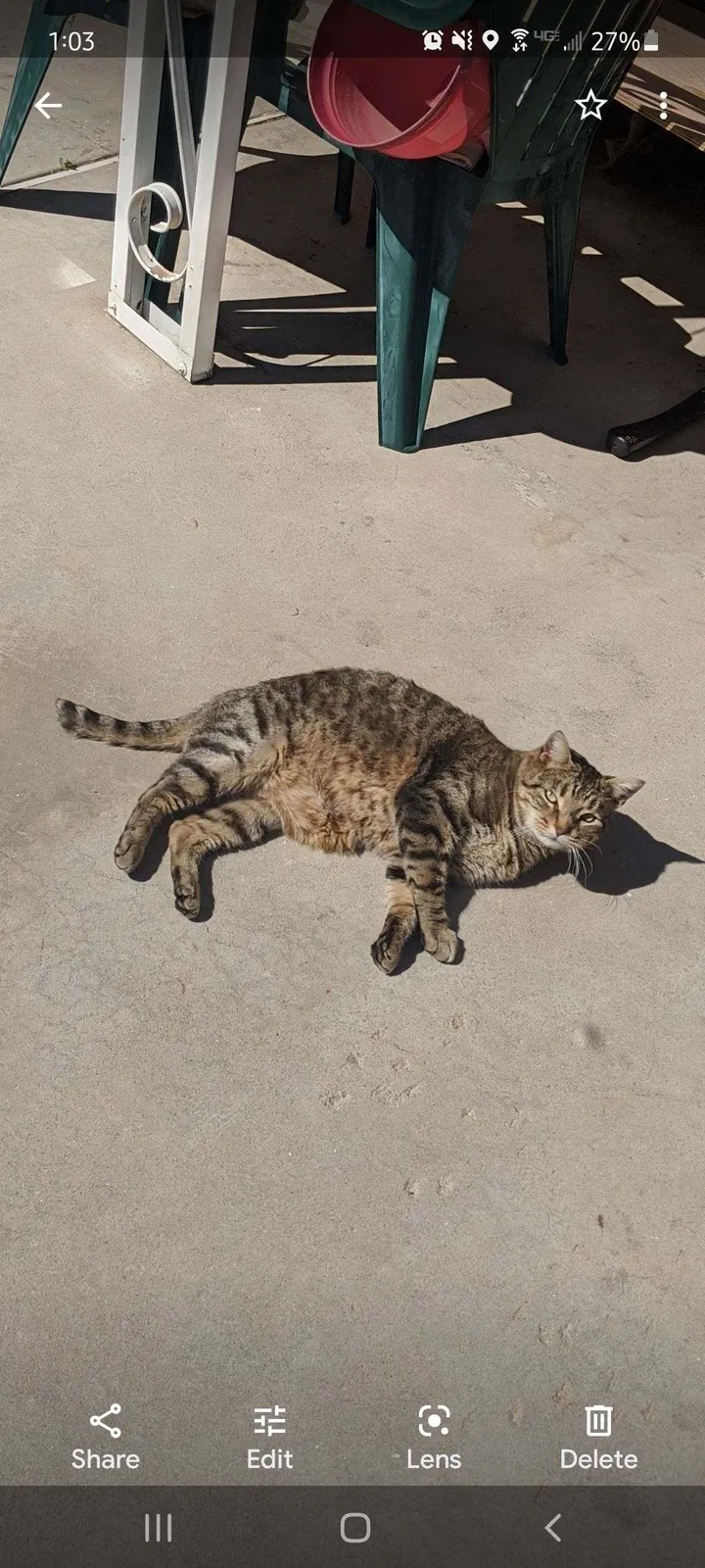 Lost cat in Riverside, CA, 92509
