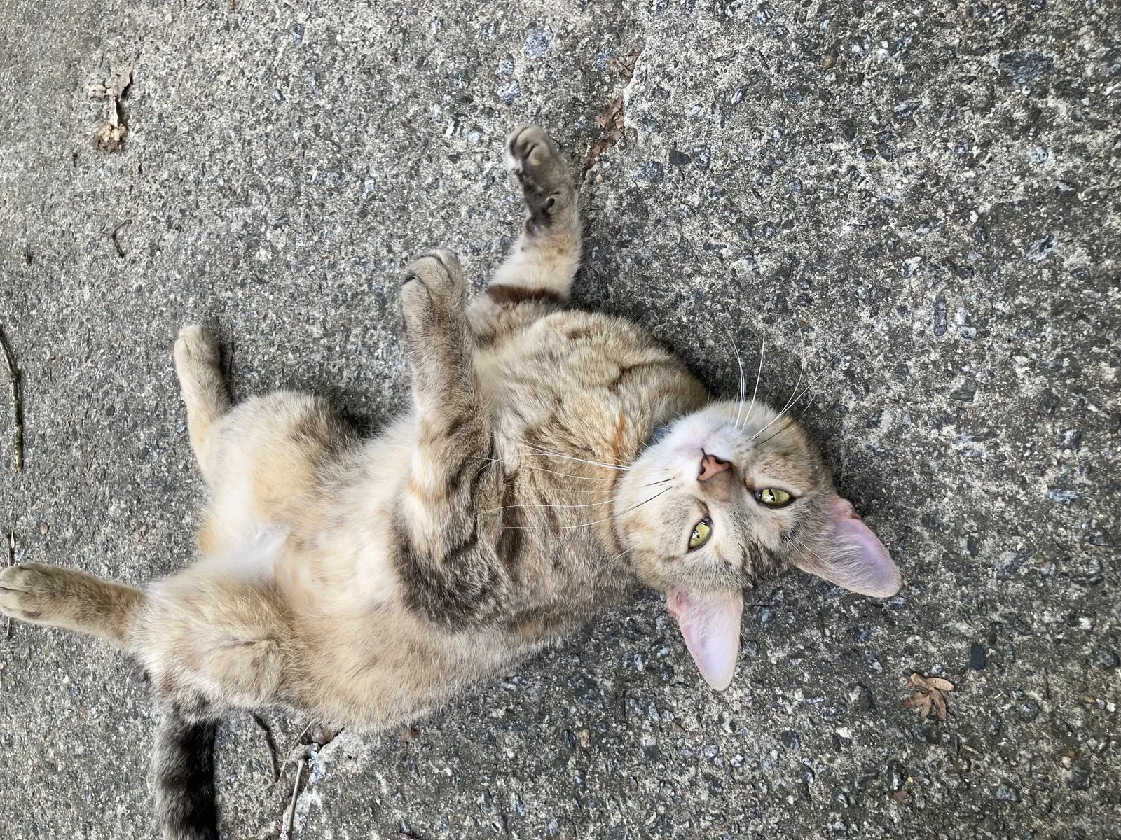 Lost cat in Lawrenceville, GA, 30043