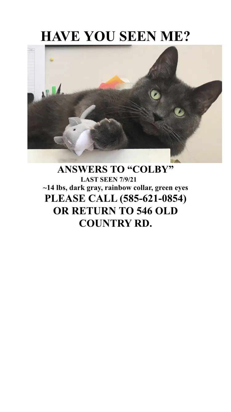 Lost cat in Rochester, NY, 14612