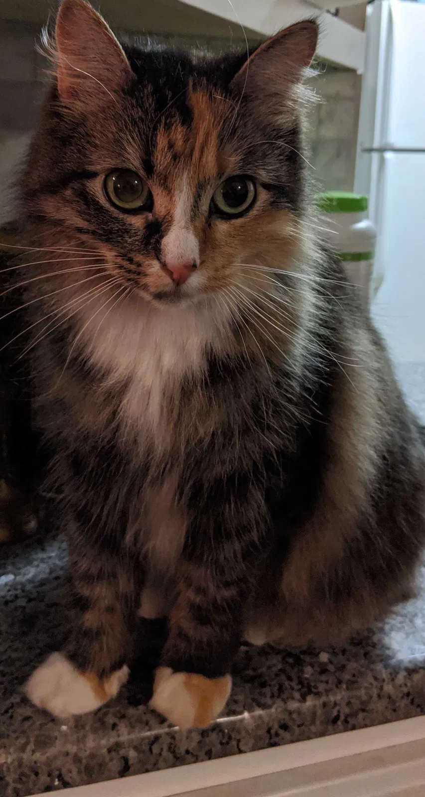 Lost cat in Edmond, OK, 73013