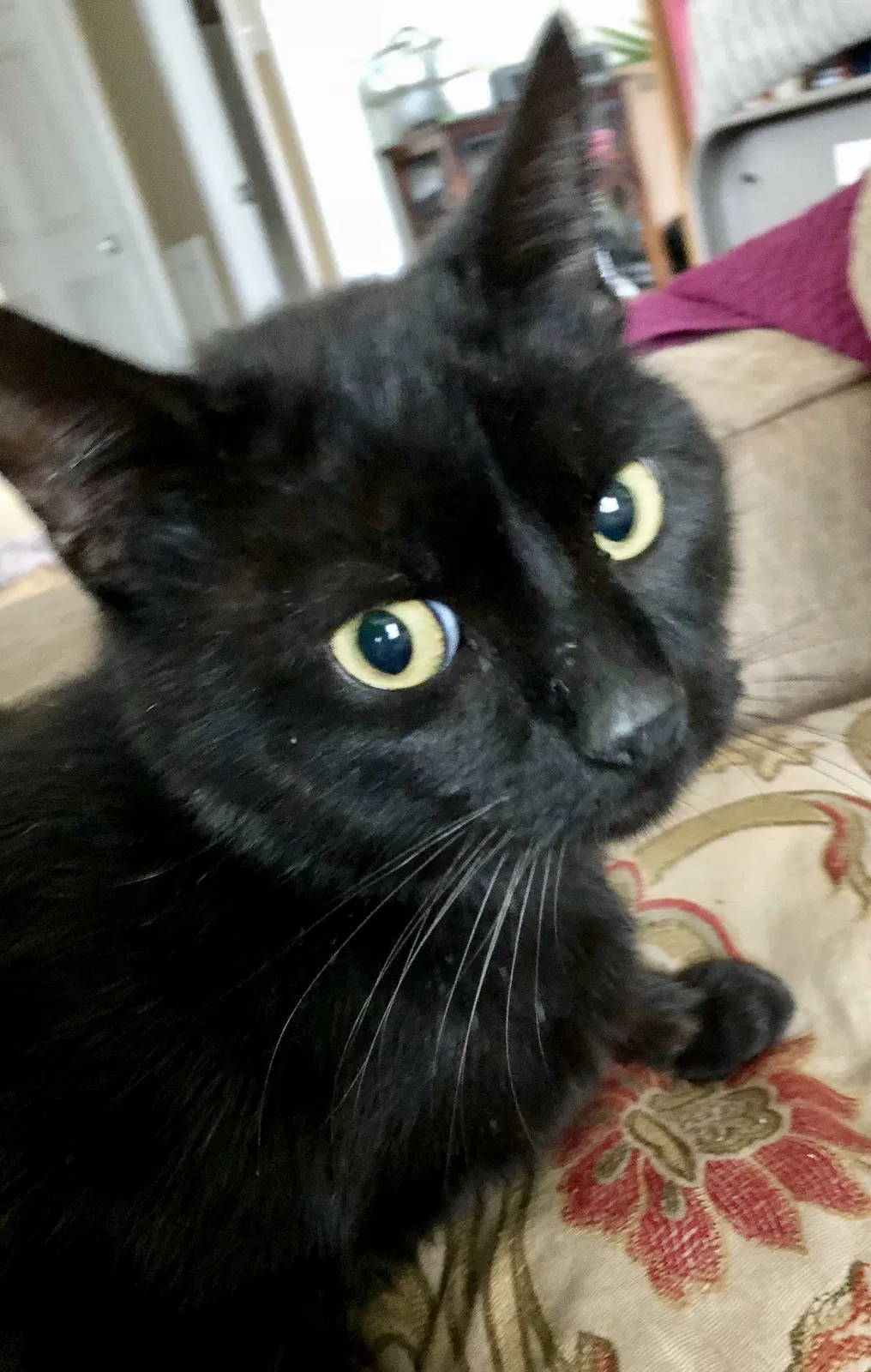 Lost cat in Glenside, PA, 19038