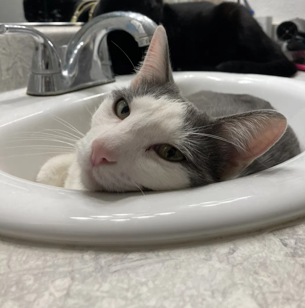 Lost cat in Ventura, CA, 93003