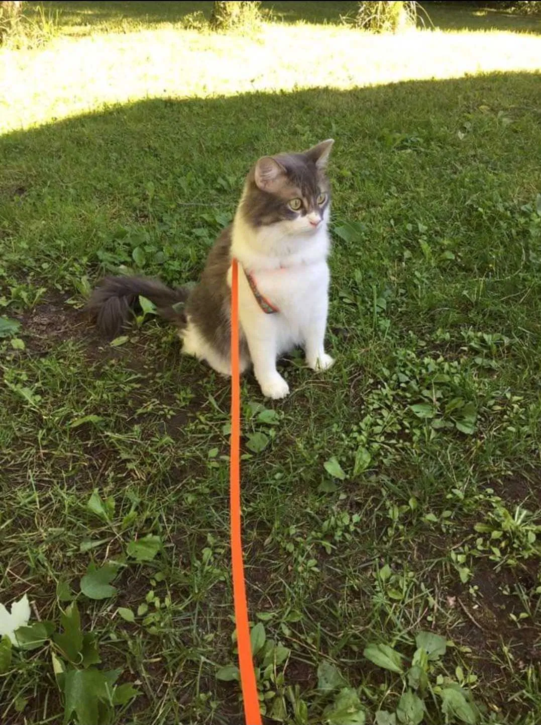 Lost cat in Oklahoma City, OK, 73120