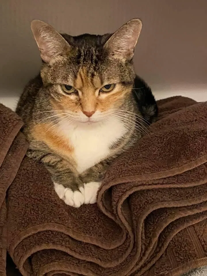 Lost cat in Dallas, TX, 75223