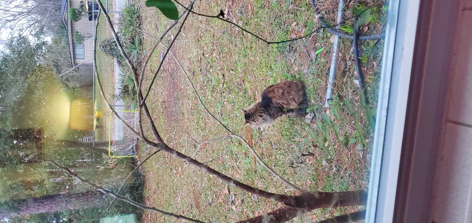 Lost cat in Jacksonville, FL, 32210