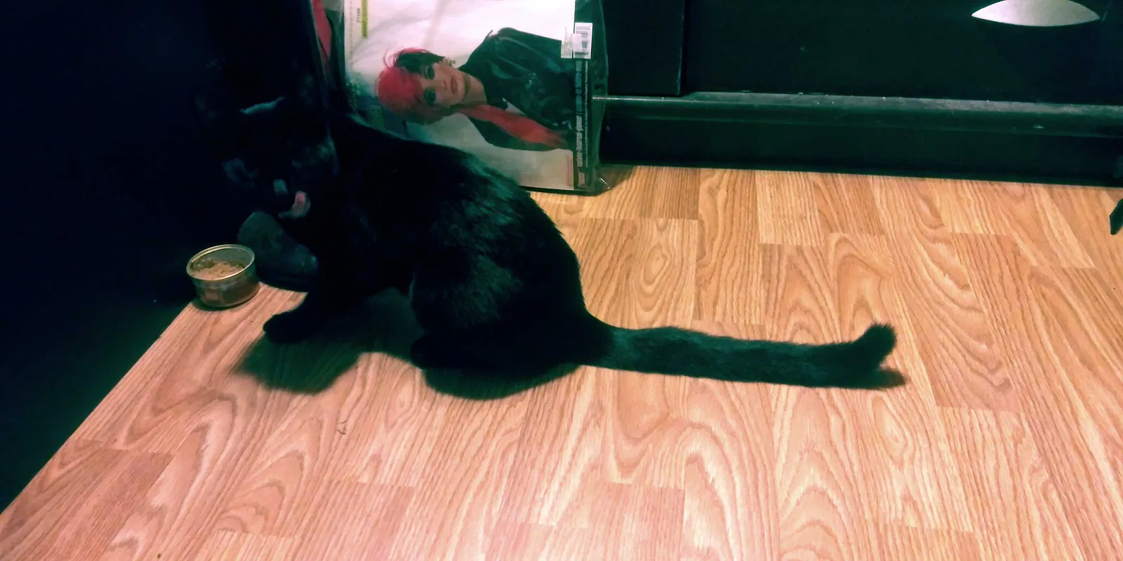 Lost cat in Santa Clara, CA, 95051