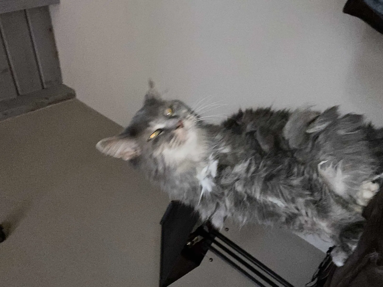Lost cat in Tucson, AZ, 85711