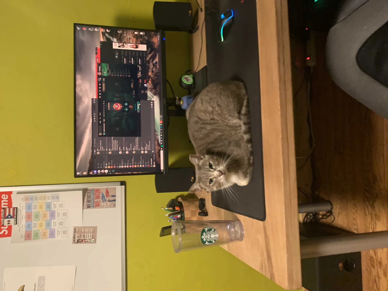 Lost cat in Richmond, CA, 94805