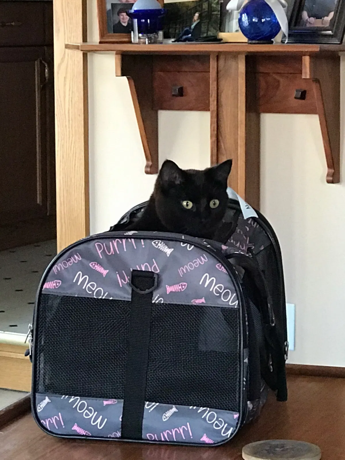 Lost cat in Kansas City, MO, 64133