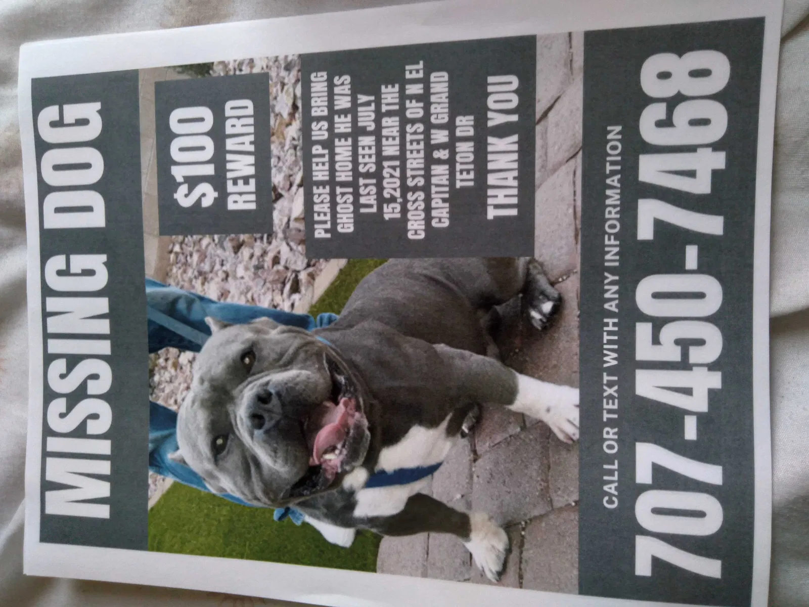 Lost dog in Las Vegas, NV, 89143