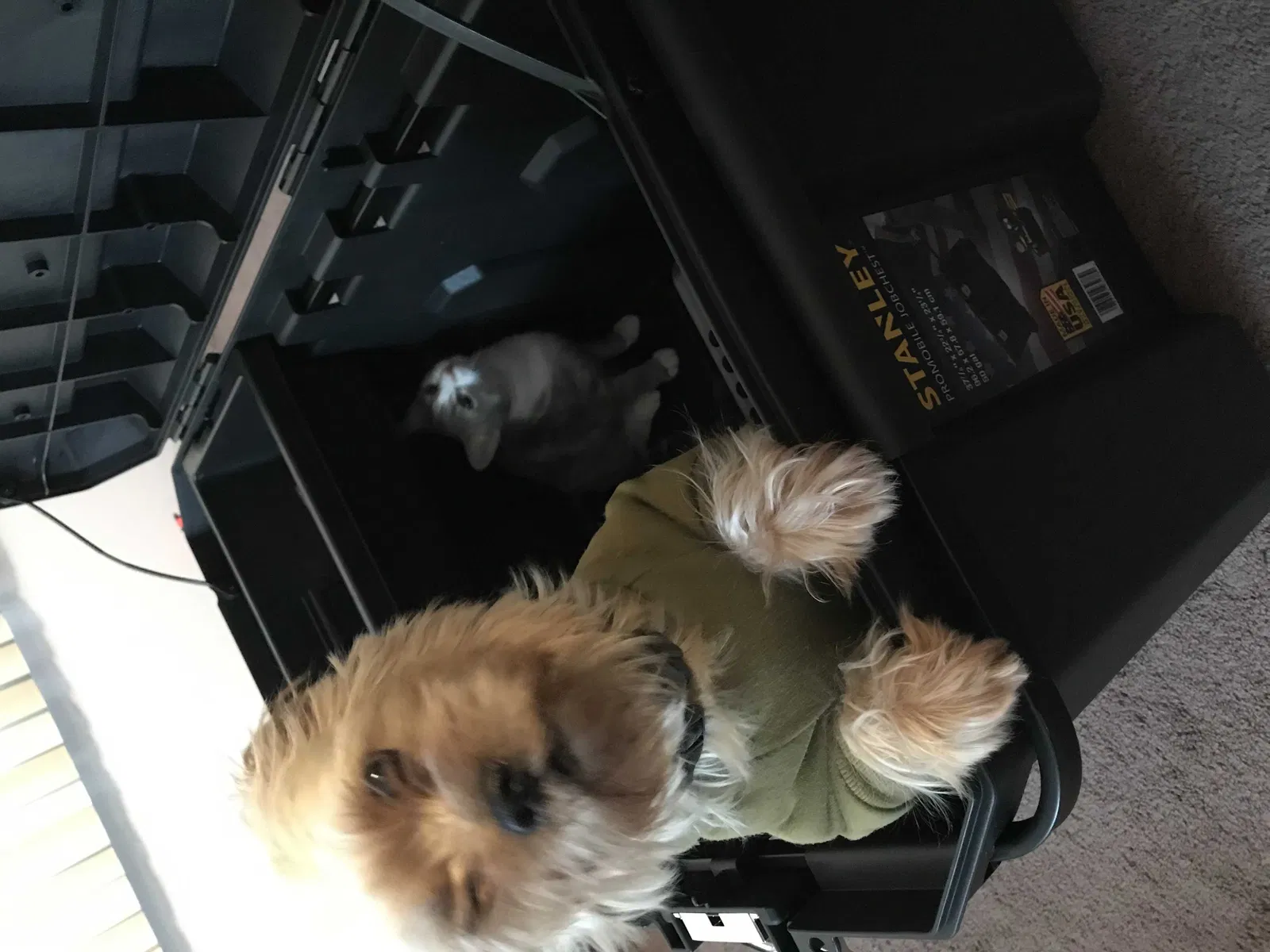 Lost dog in Federal Way, WA, 98023