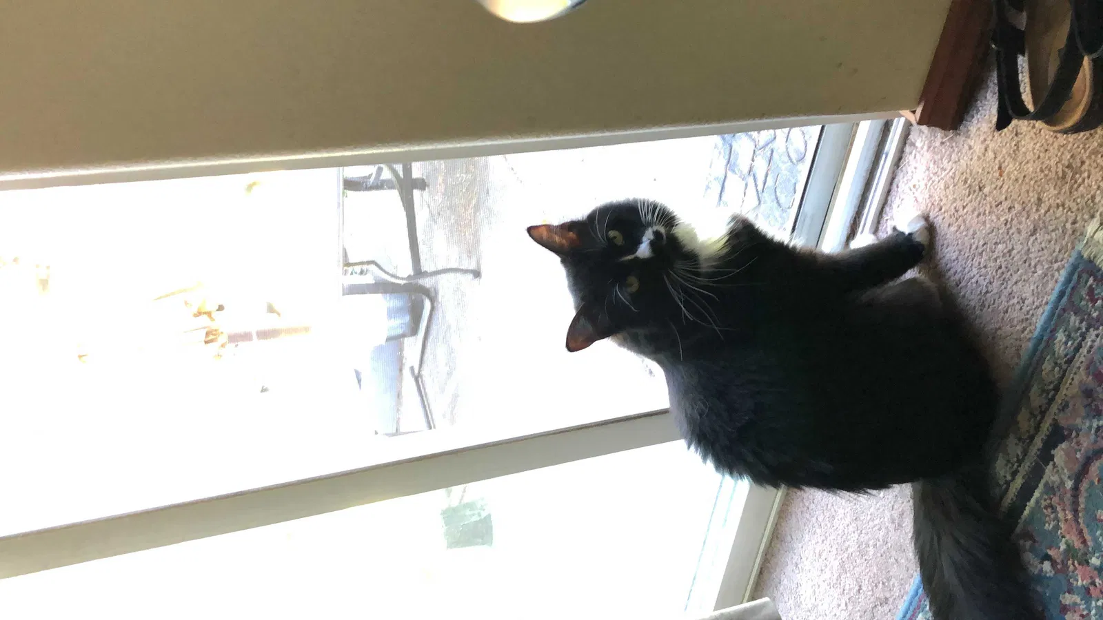 Lost cat in Portland, OR, 97267