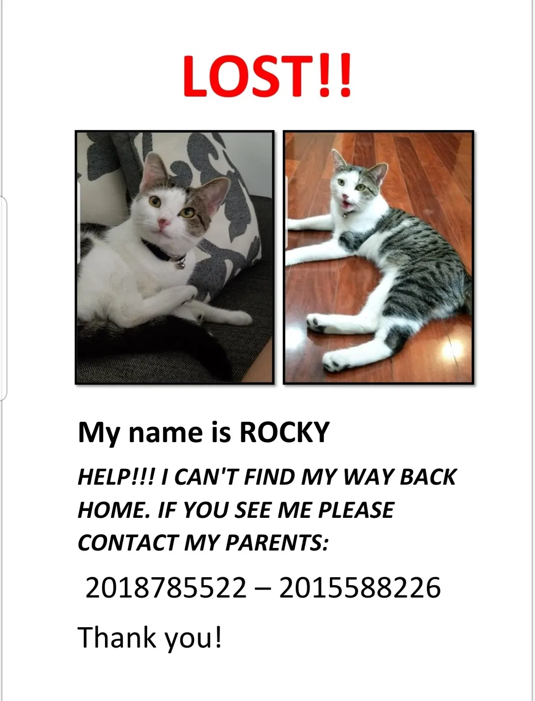 Lost cat in Minneapolis, MN, 55432