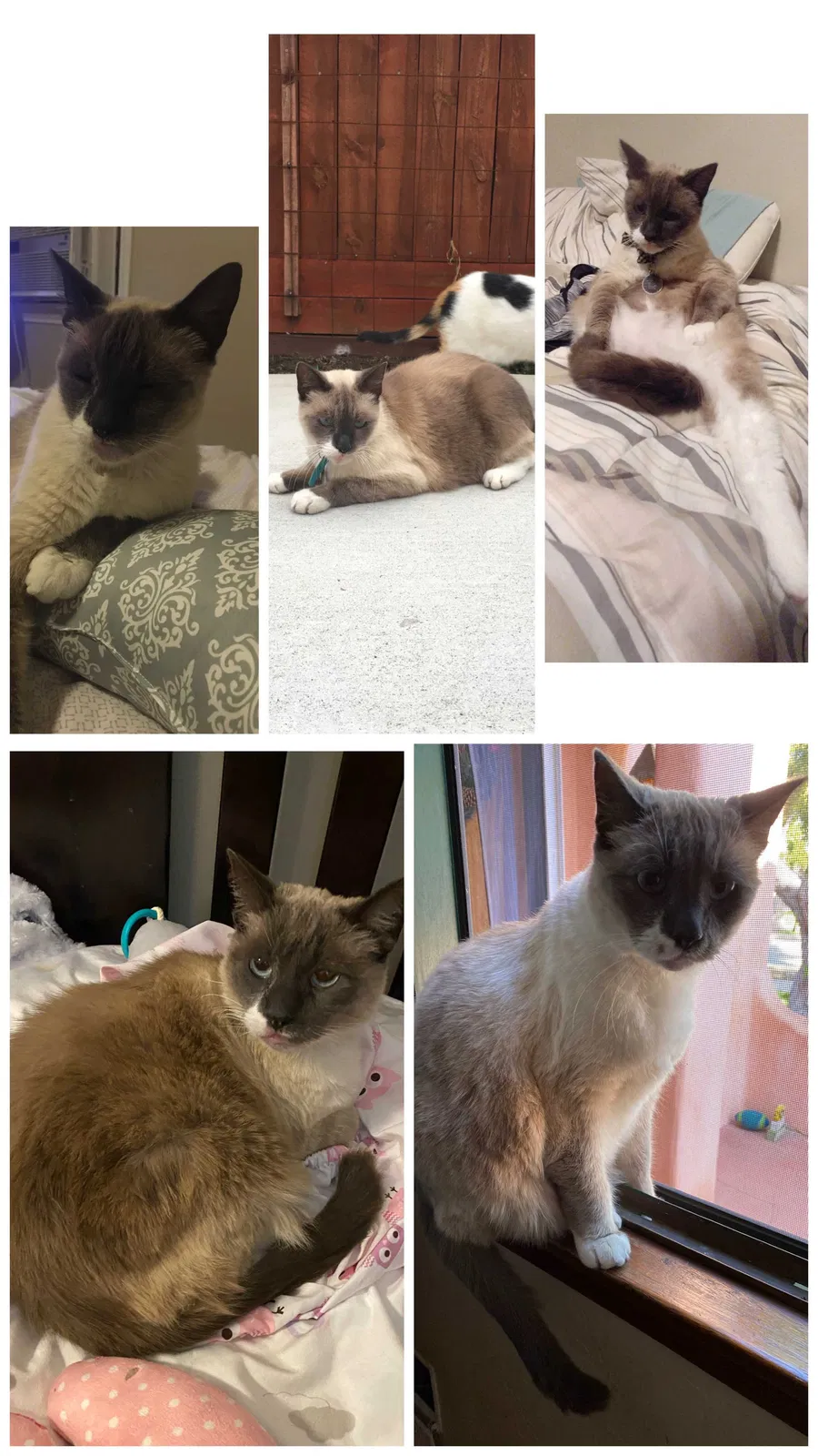 Lost cat in Long Beach, CA, 90807