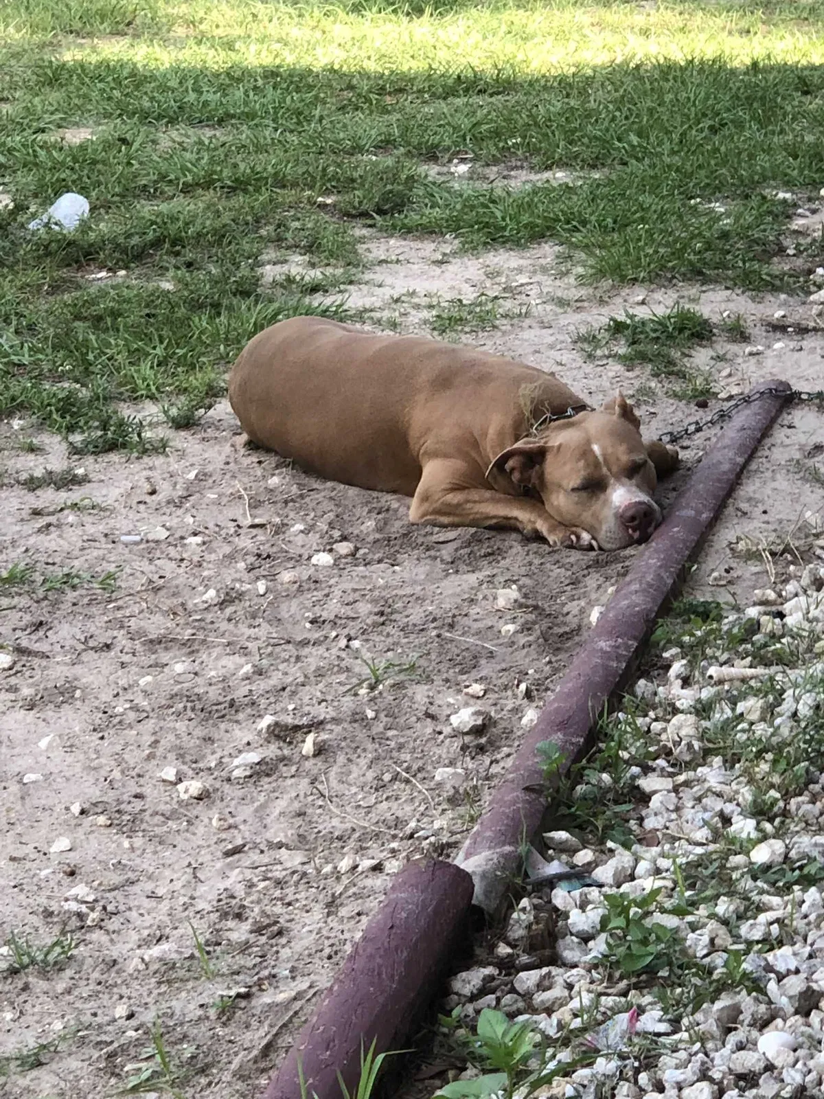 Lost dog in Lehigh Acres, FL, 33936