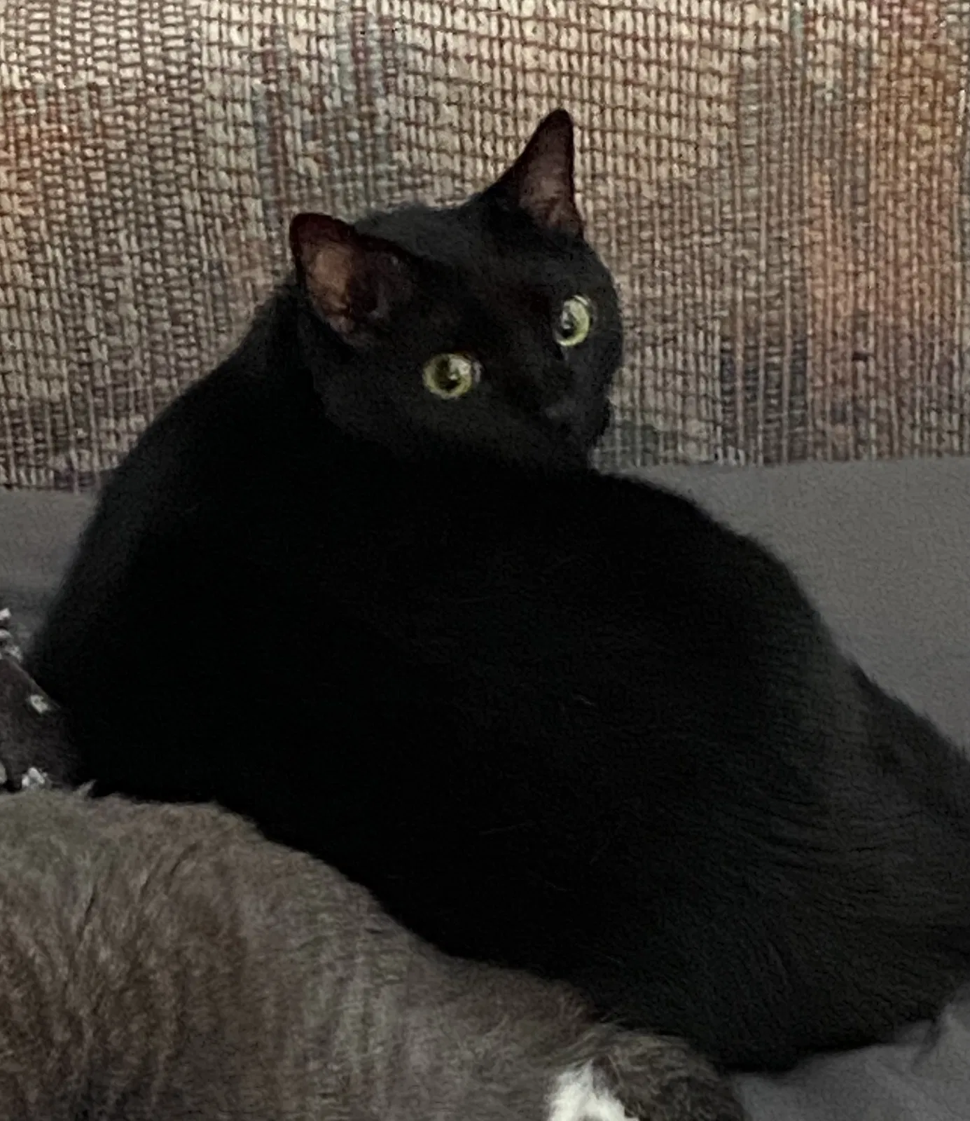 Lost cat in Port Charlotte, FL, 33952