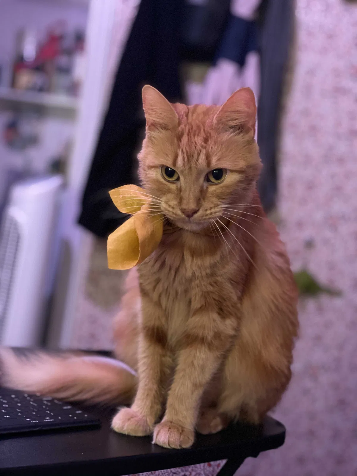 Lost cat in Brownsville, TX, 78521