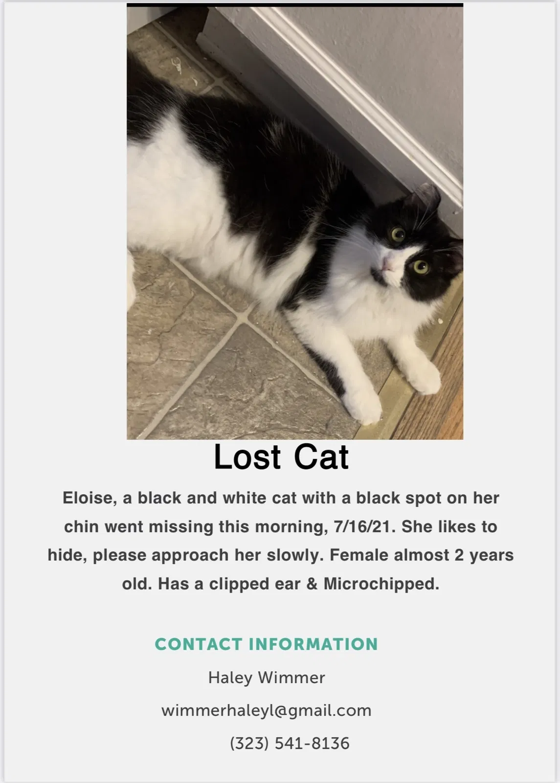 Lost cat in Santa Monica, CA, 90405
