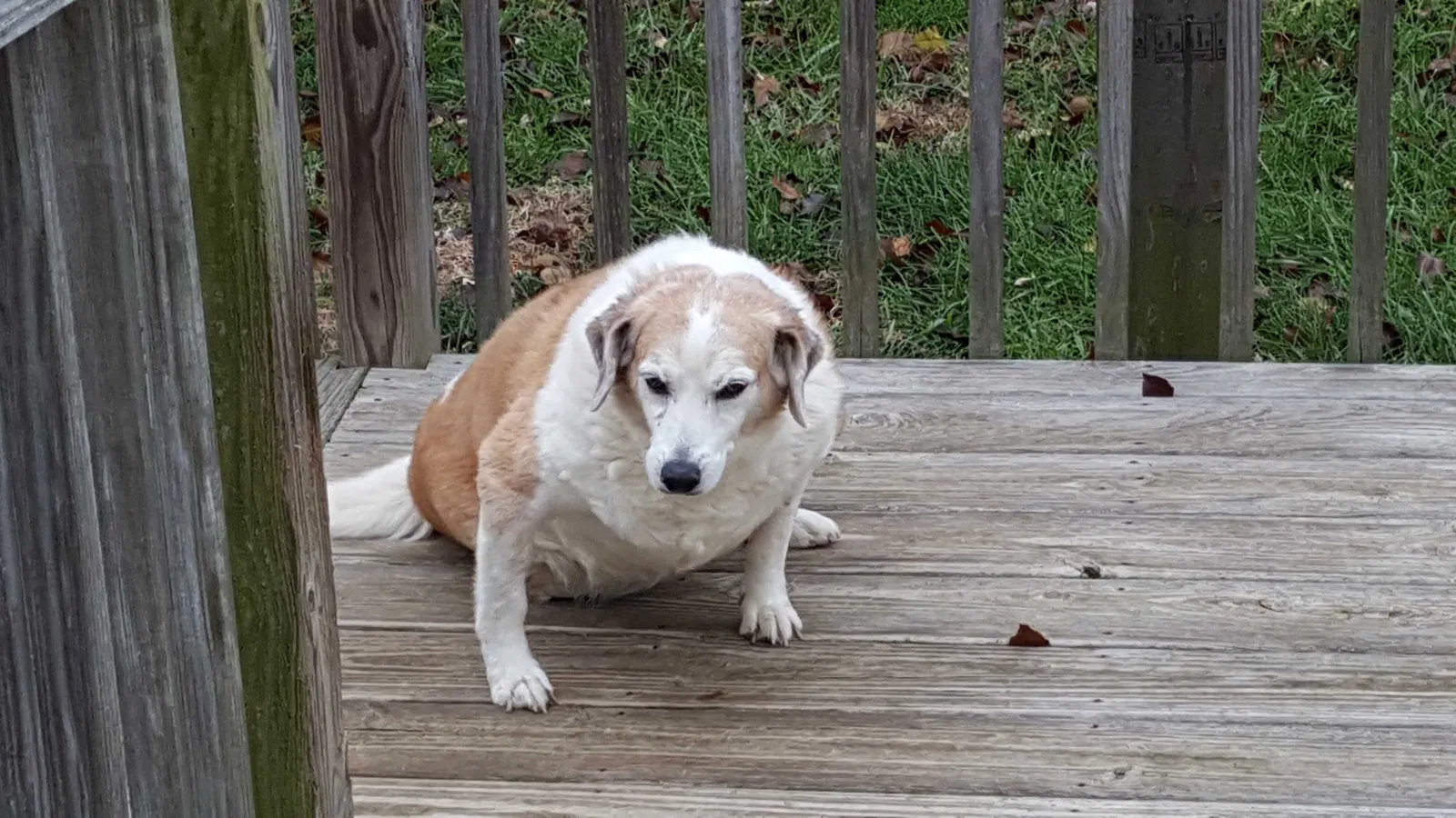 Lost dog in Vine Grove, KY, 40175