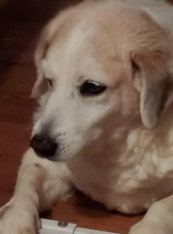 Lost dog in Vine Grove, KY, 40175