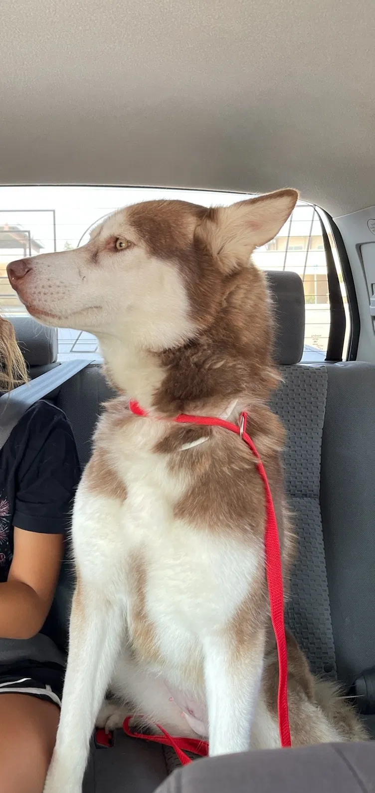 Lost dog in Temecula, CA, 92591