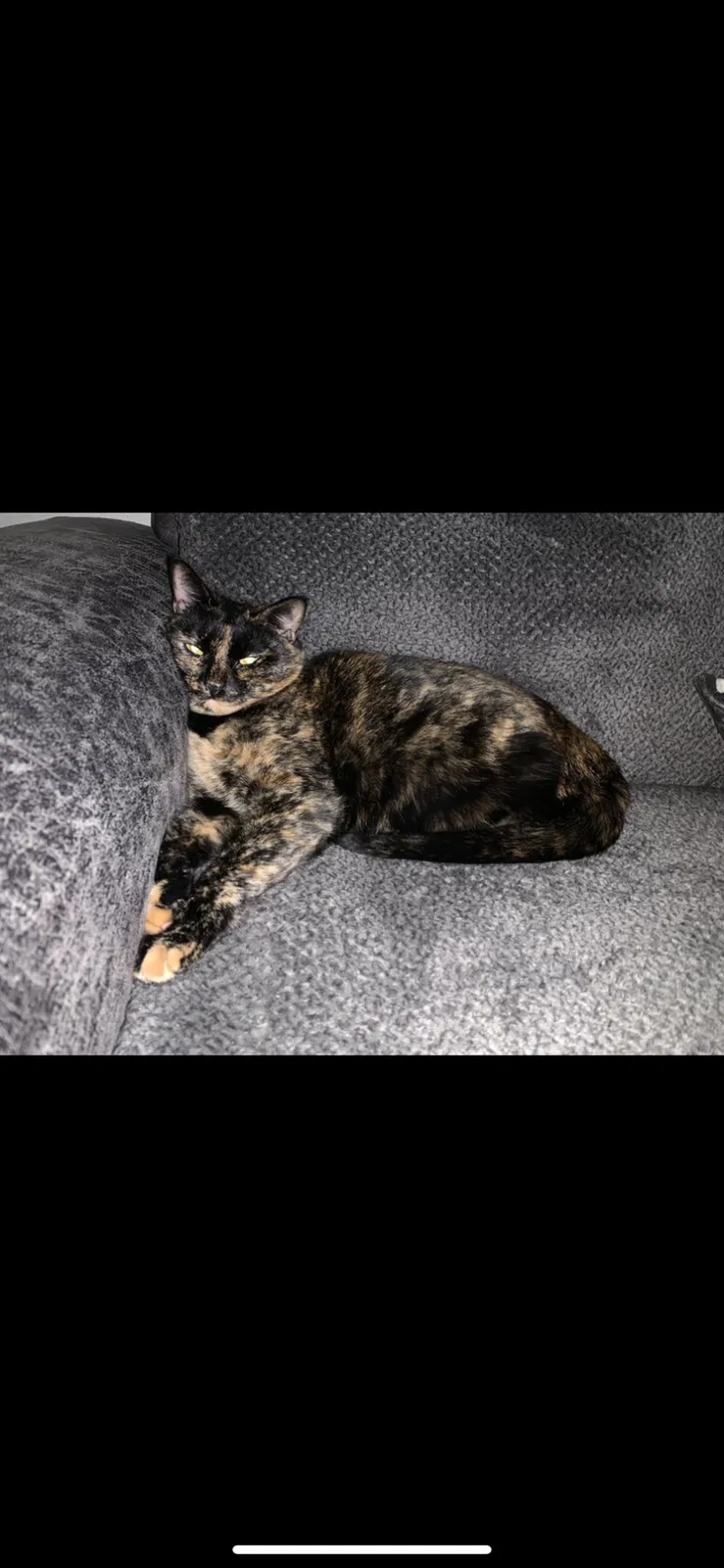 Lost cat in Port Orange, FL, 32128