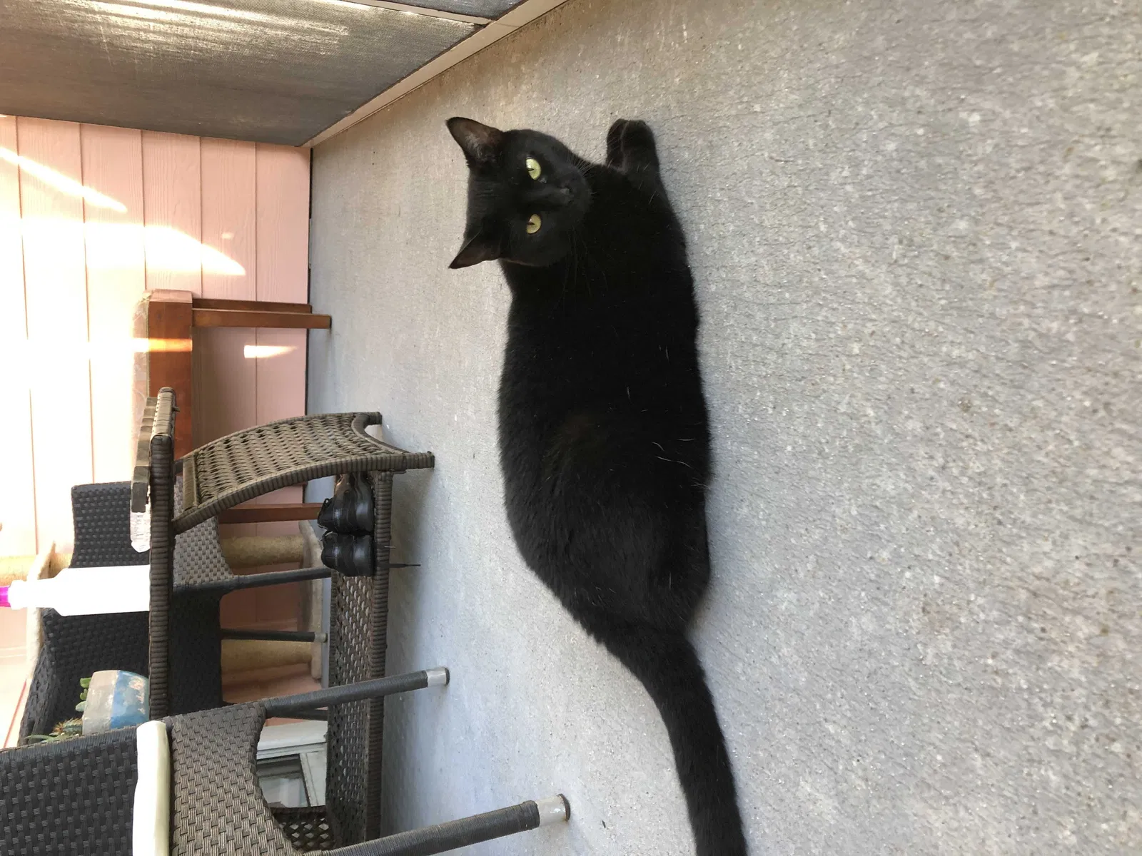 Lost cat in Saint Augustine, FL, 32080