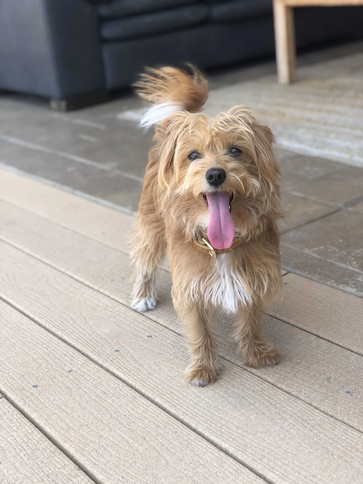 Lost dog in Woodland Hills, CA, 91367