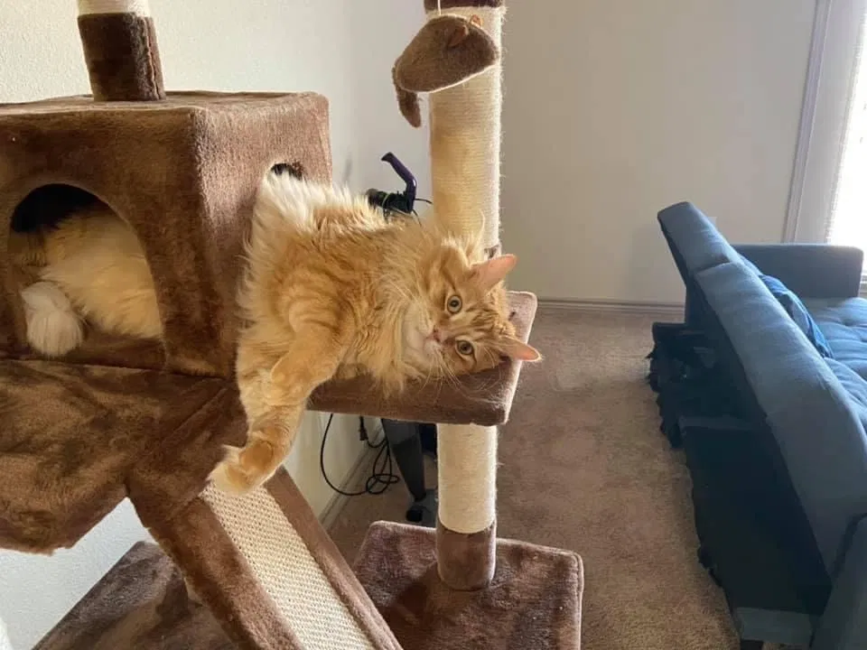 Lost cat in South Lebanon, OH, 45065