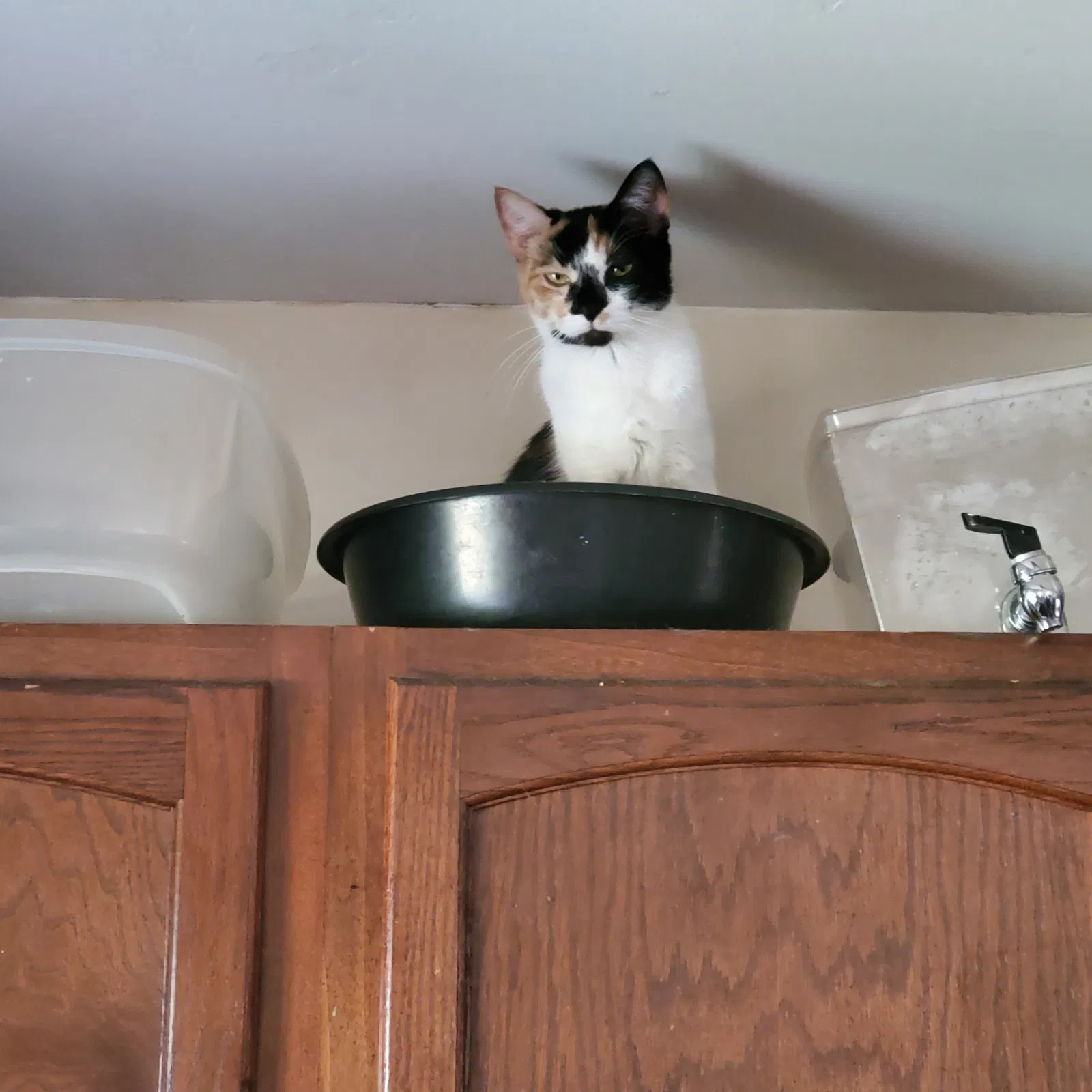 Lost cat in Sheffield Lake, OH, 44054