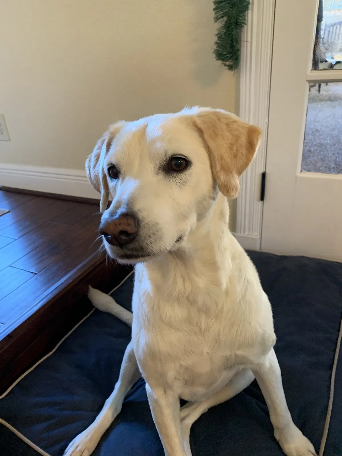Lost dog in Cantonment, FL, 32533