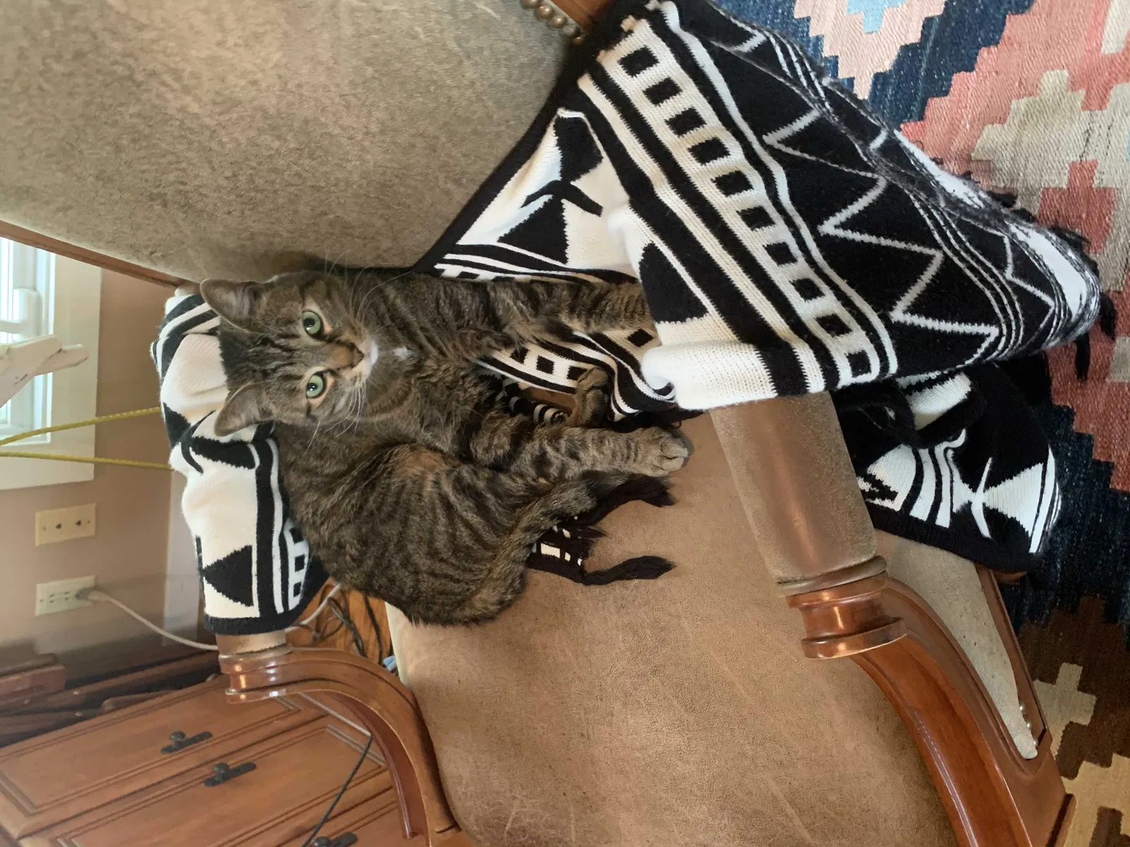 Lost cat in Brecksville, OH, 44141