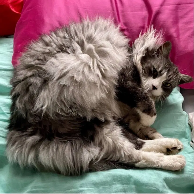 Lost cat in Folsom, CA, 95630