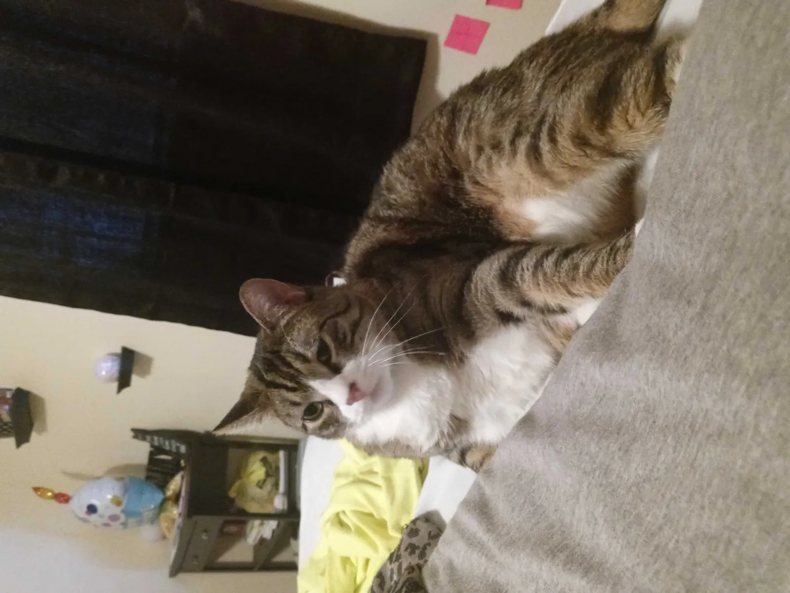 Lost cat in Edmond, OK, 73034