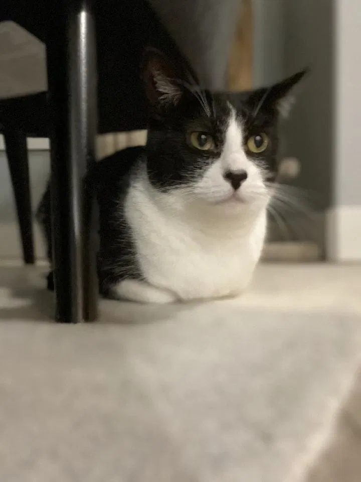 Lost cat in Portland, OR, 97229