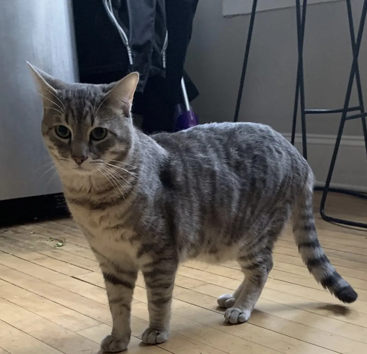 Lost cat in Chicago, IL, 60618