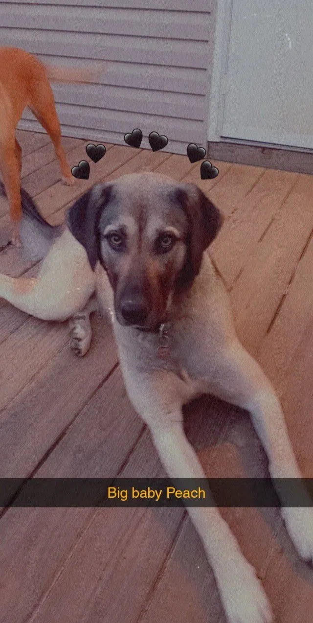 Lost dog in Boaz, AL, 35956