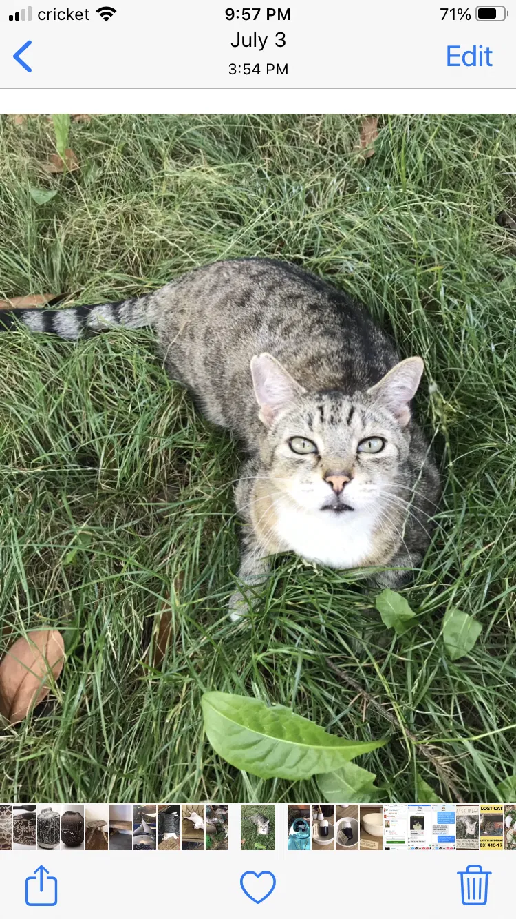 Lost cat in Portland, OR, 97202