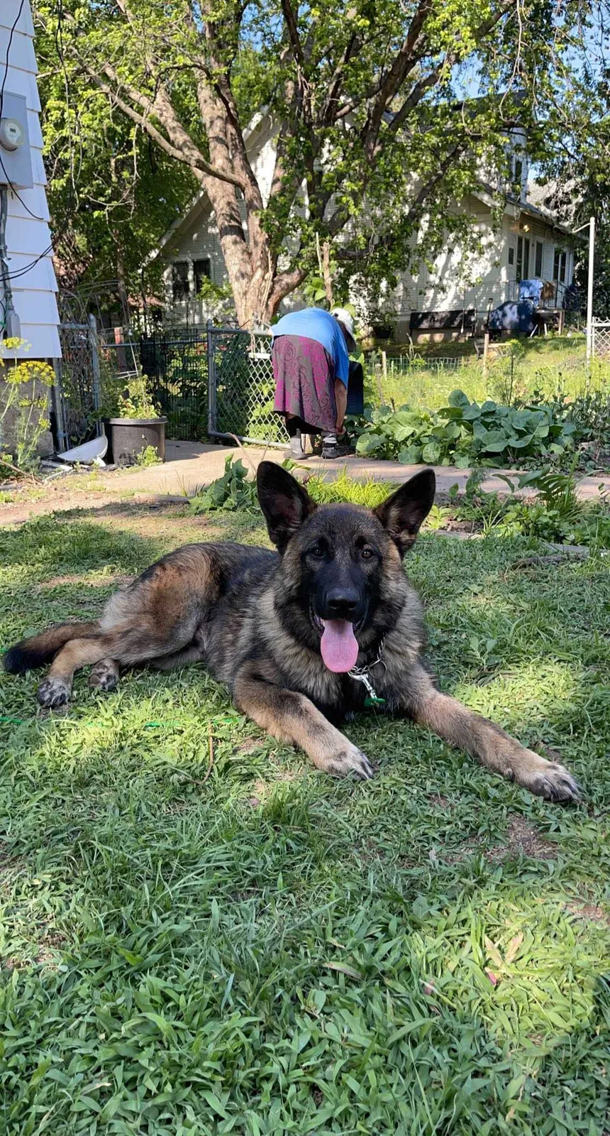 Lost dog in Saint Paul, MN, 55106