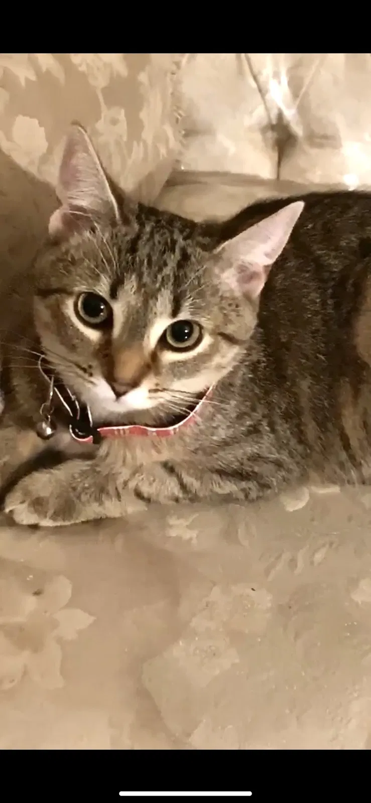 Lost cat in York, PA, 17401