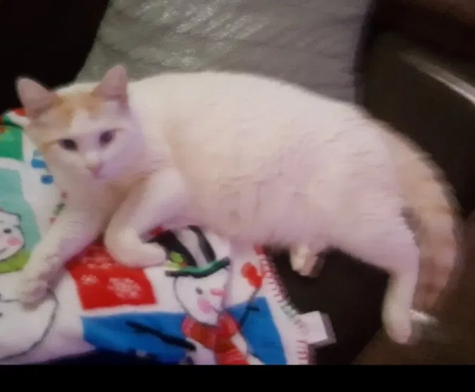 Lost cat in Dallas, TX, 75234