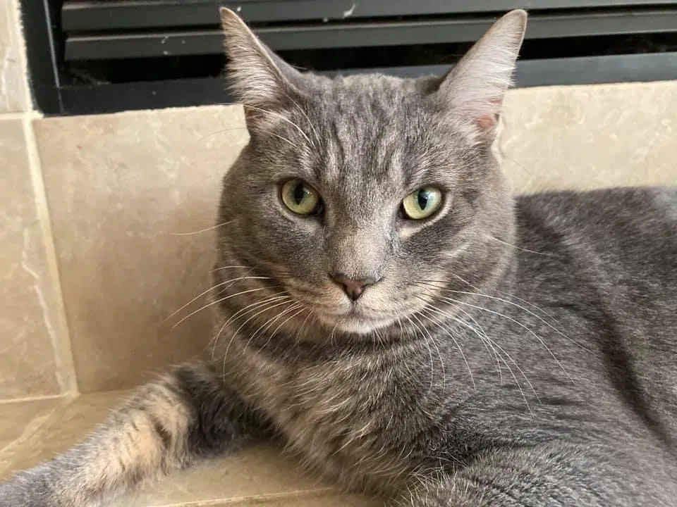 Lost cat in Puyallup, WA, 98375
