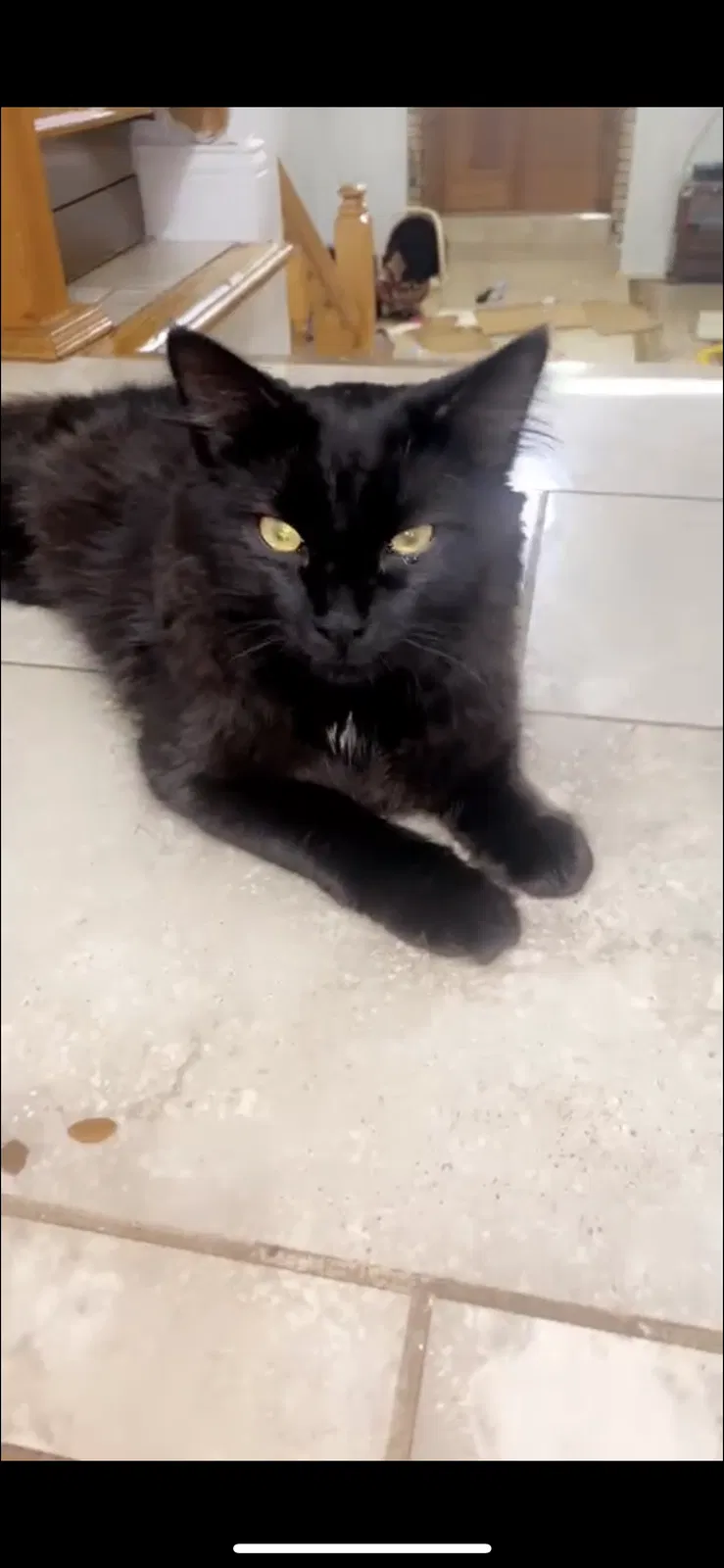 Lost cat in Hickory Hills, IL, 60457