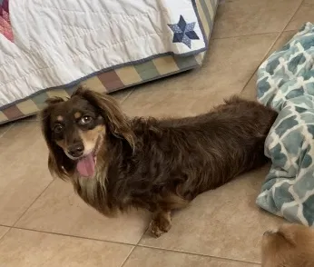 Lost dog in Fort Wayne, IN, 46835