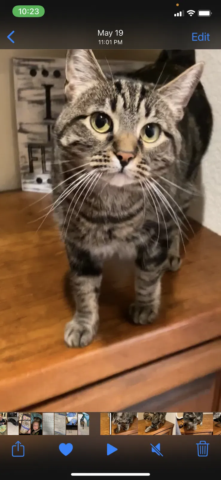 Lost cat in Brentwood, CA, 94513