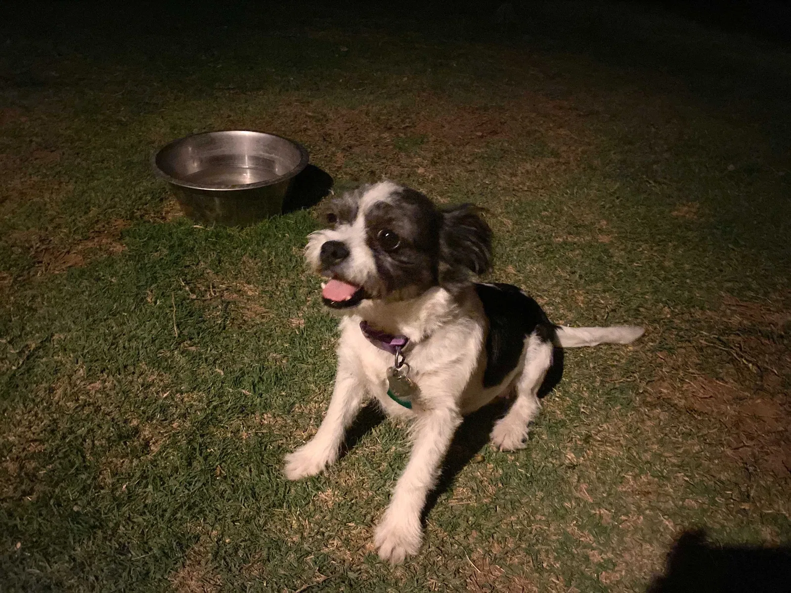 Lost dog in Lubbock, TX, 79424